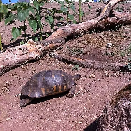 Nacchinono Frühstückspension Olbia