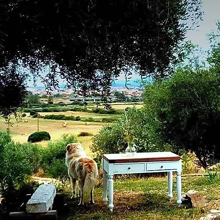 Nacchinono Olbia