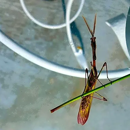 לינה וארוחת בוקר Nacchinono